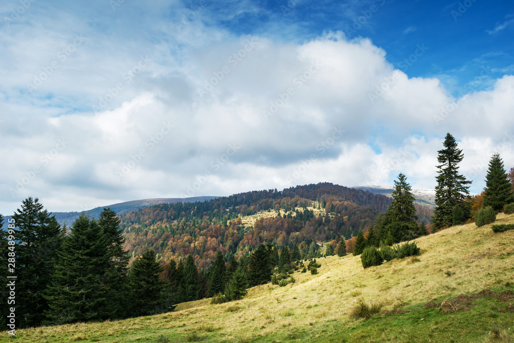 Mountain forest in late Autumn Mountain forest in late Autumn