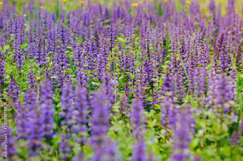 Purple flowers in a green field