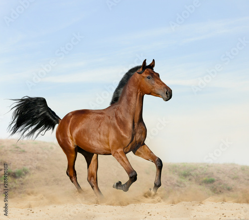 Bay young horse in desert