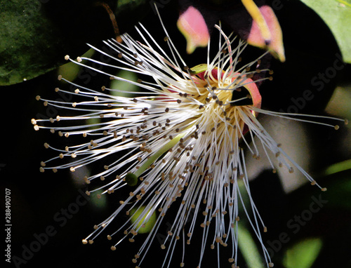 Fleur exotique et étrange de Madagascar photo