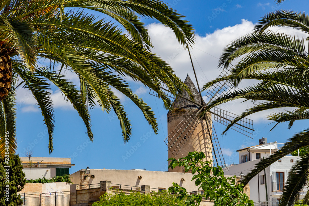 Fototapeta premium Windmill in Palma on balearic island Mallorca, Spain on a sunny day with palm trees in front