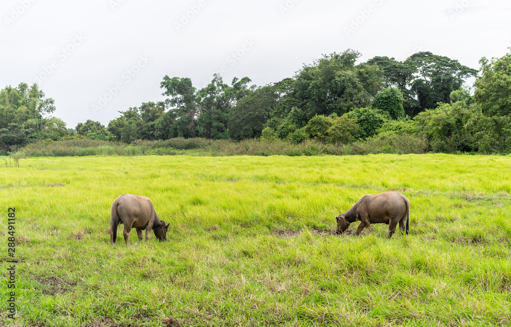 Thai buffalo grazing in green grass field in countryside