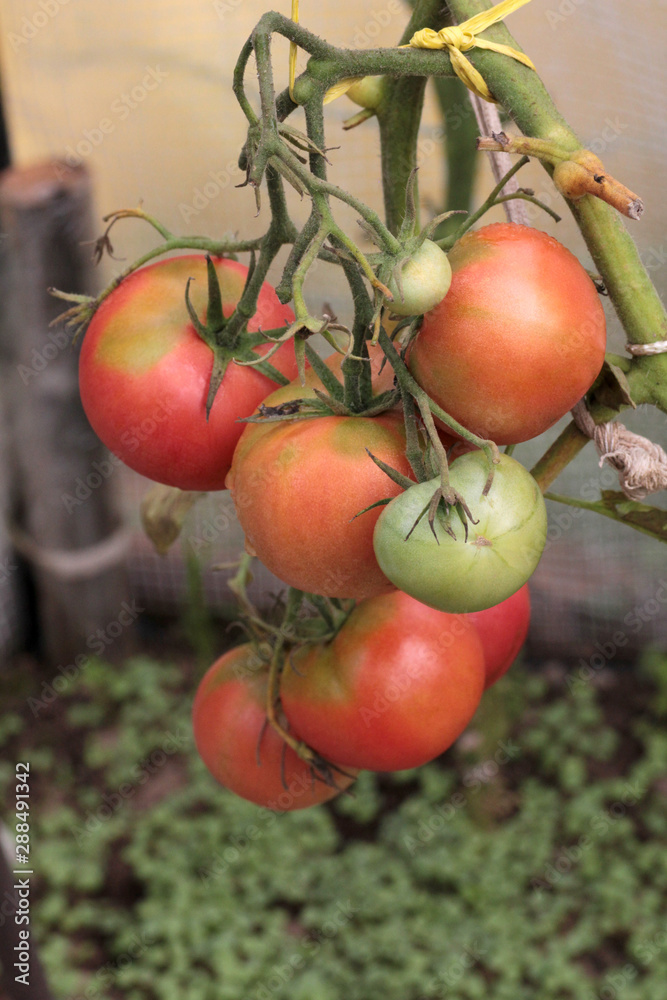 Red ripe tomatoes on a branch in a greenhouse