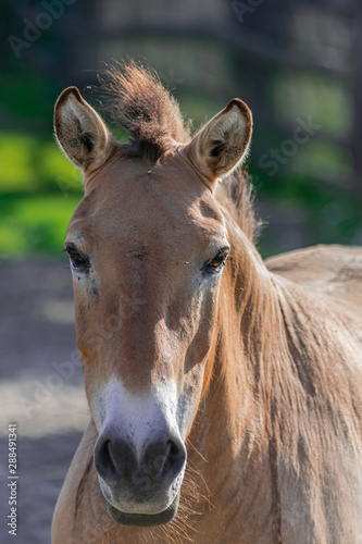 Przewalski horse head portrait  Equus ferus przewalskii  with afternoon sunlight