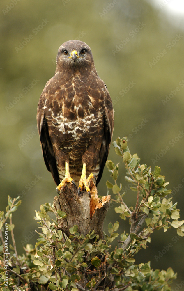 Fototapeta premium aguila ratonero en el campo