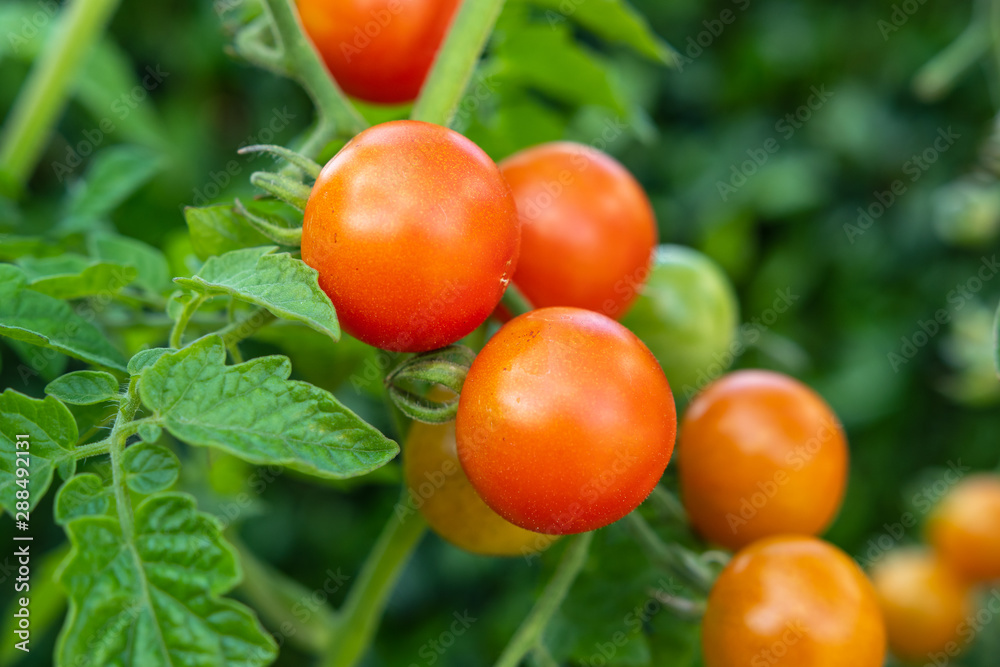 Frische rote gesunde Tomaten im garten