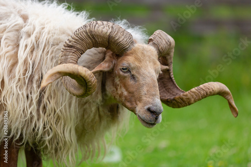 Drenthe Heath Sheep (Ram)