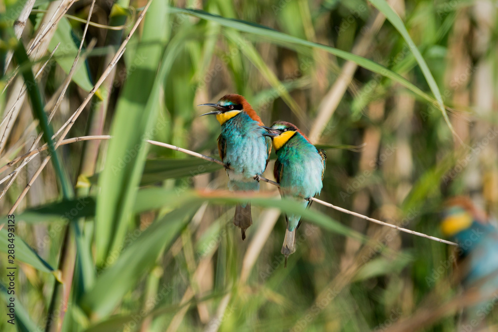 Fototapeta premium European bee-eater colony from Nin, Croatia