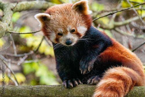 UK, Bristol - April 2019: Red Panda perched up in a tree