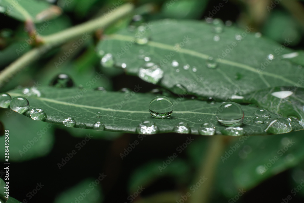 drops on green leaf