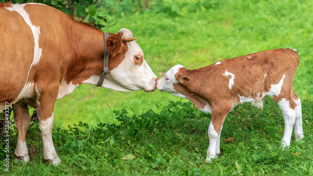 Mama cow and her son calf kissing