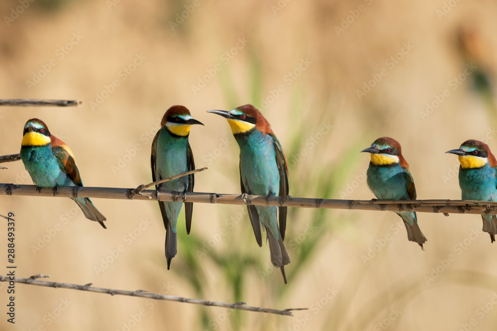 European bee-eater colony from Nin, Croatia European bee-eater colony from Nin, Croatia