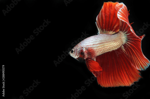 White-red fighting fish with black background