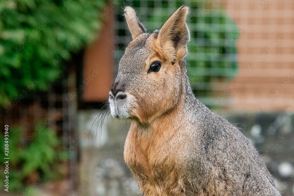 Fototapeta premium Patagonian Mara in captivity