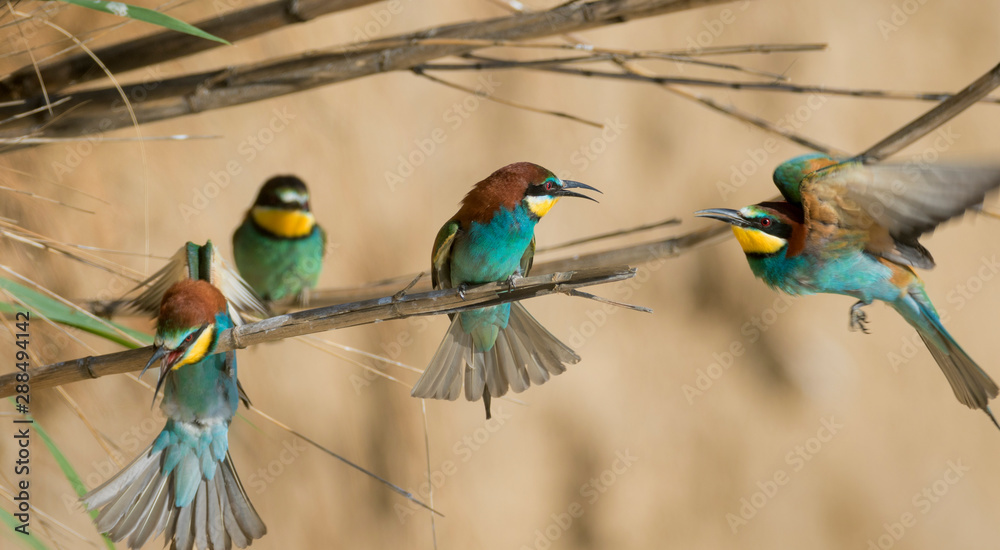Obraz premium European bee-eater colony from Nin, Croatia