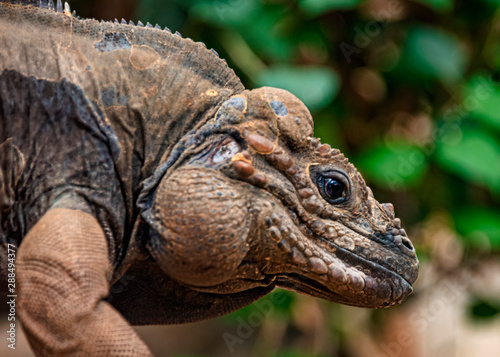 Rhinoceros iguana in captivity  close up