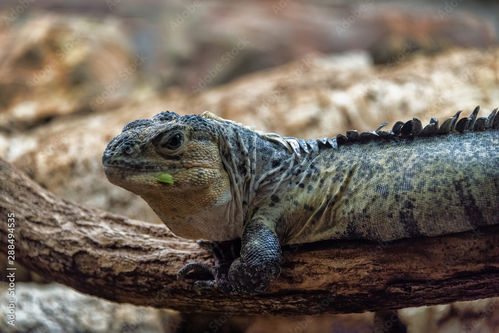 Utilla Spiney-tailed Iguana basking on a branch Utilla Spiney-tailed Iguana basking on a branch