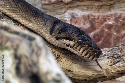 New guinea Amethystine Python photo