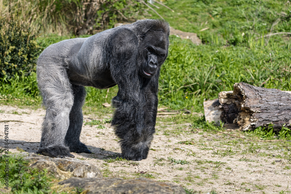 Male silver back Gorilla