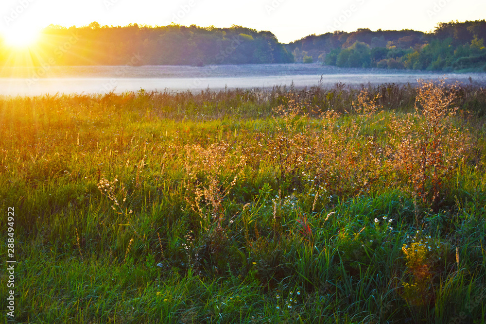 Fototapeta premium Misty field and forest Wake up to a new day. Early morning gives a calm and relaxing view of the countryside.
