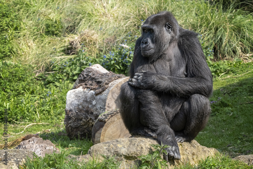 Naklejka premium Male silver back Gorilla