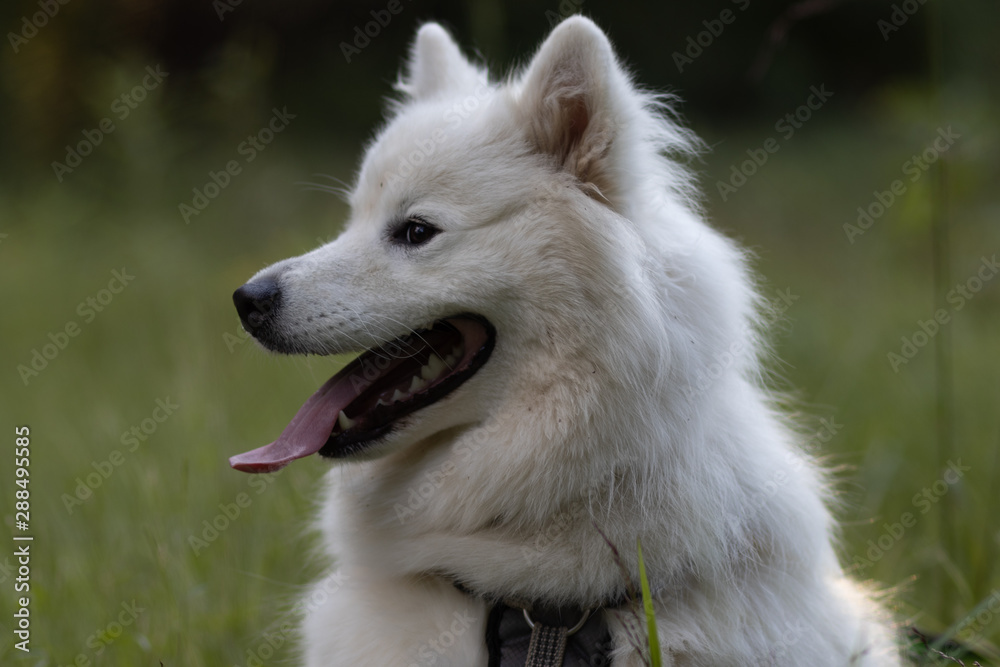 Obraz premium happy samoyed dog