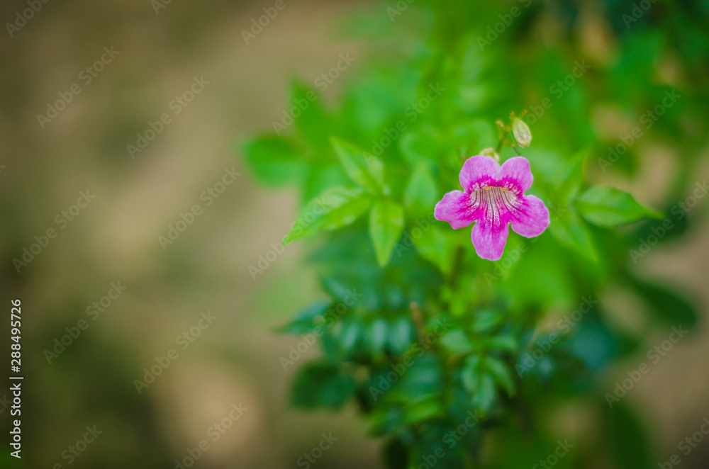 flower in the garden flower in the garden