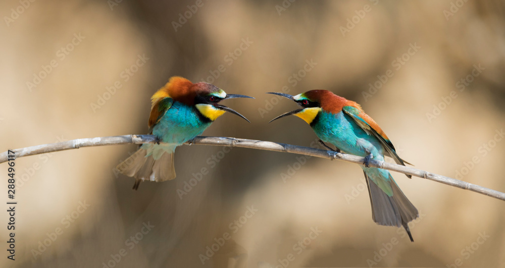Fototapeta premium European bee-eater colony from Nin, Croatia