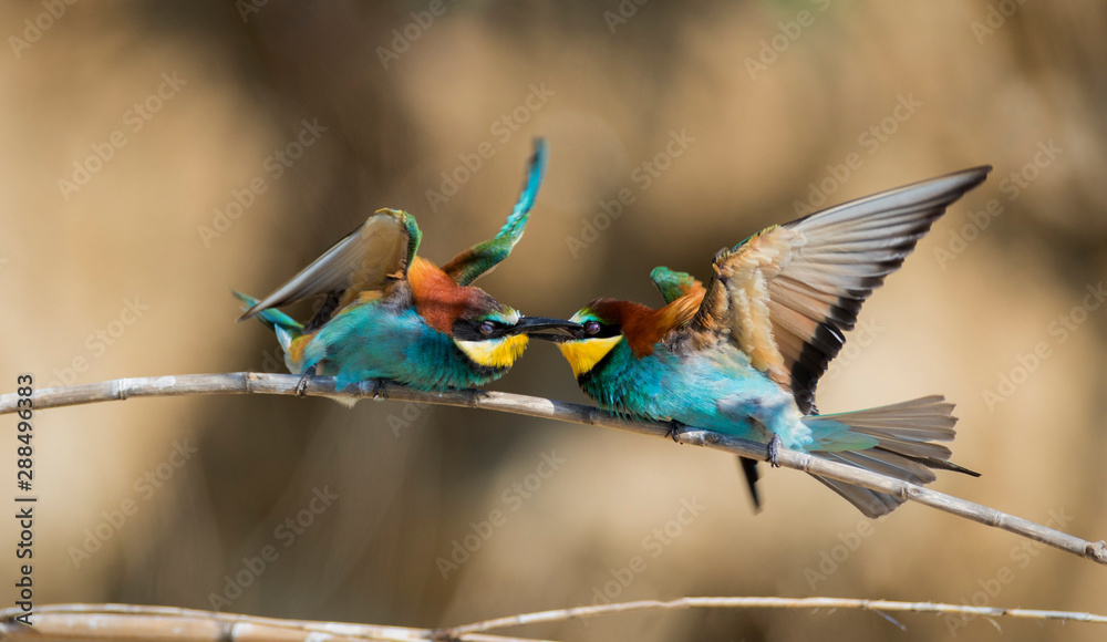 Obraz premium European bee-eater colony from Nin, Croatia