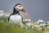 Atlantic puffin in flowers