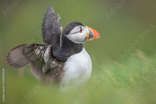 Atlantic puffin stretching his wings © Natureimmortal