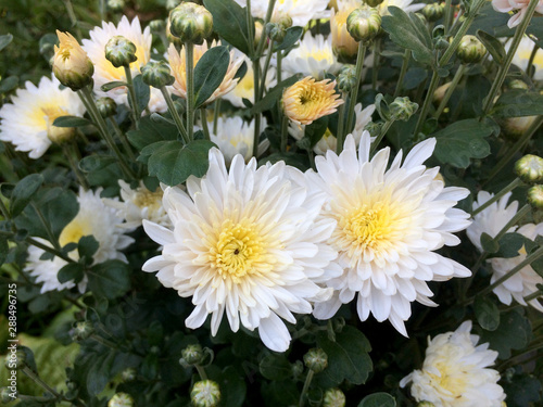 Foto White chrysanthemum flowers in the garden
