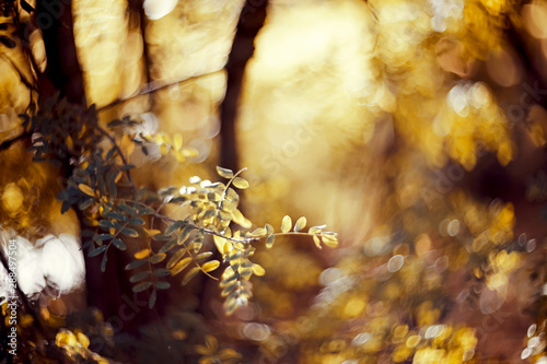 Autumn blurred background with birch branches