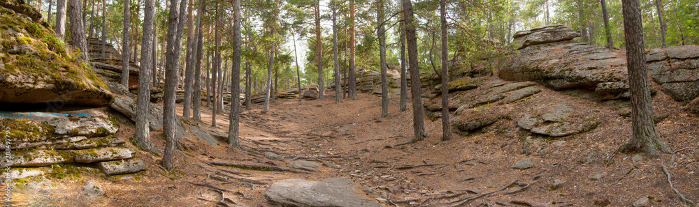 Panorama of the autumn pine forest. Path. Panorama of the autumn pine forest. Path.