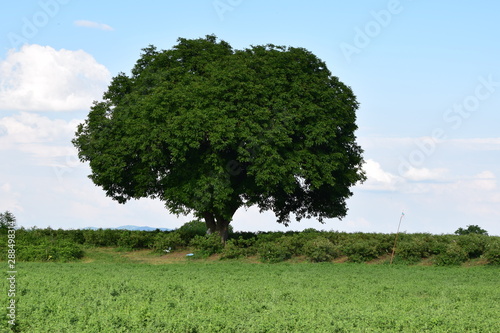 big tree in green field