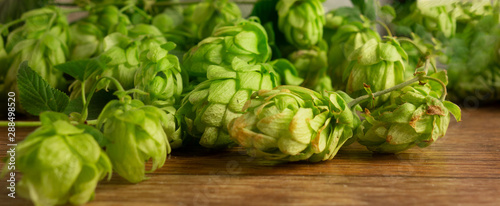 Hops twining bines. Concept of beer brewing process. Green herbal panorama image with climbing strings, hop cones and catkins. Traditional craft ingredient for brewery