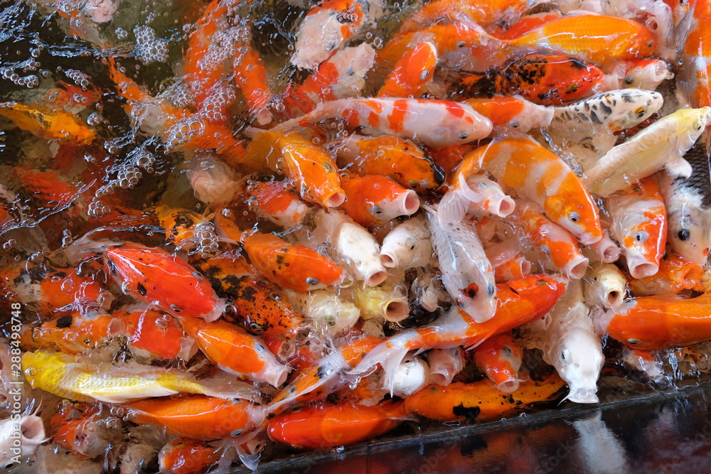 Group of koi fish in pond