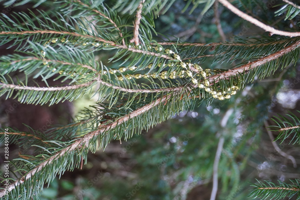 Golden Play necklace hidden in a pine tree Golden Play necklace hidden in a pine tree