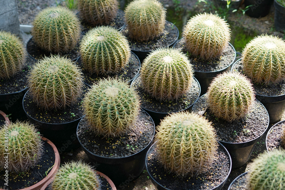 Pile of Pile of