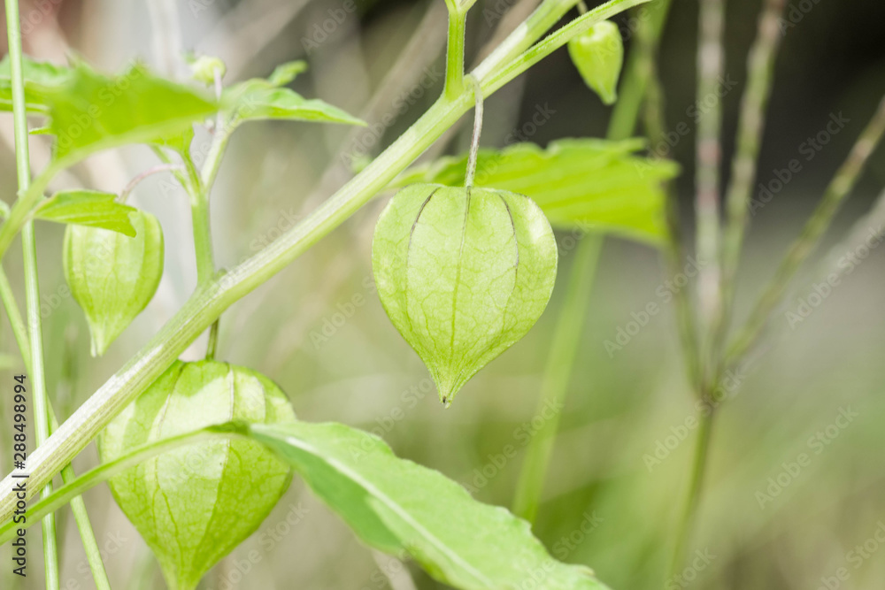 Fresh, unripe, green cape gooseberry still attached to its tree. Hanging cape gooseberries are also known as tino-tino in the Philippines. Fresh, unripe, green cape gooseberry still attached to its tree. Hanging cape gooseberries are also known as tino-tino in the Philippines.