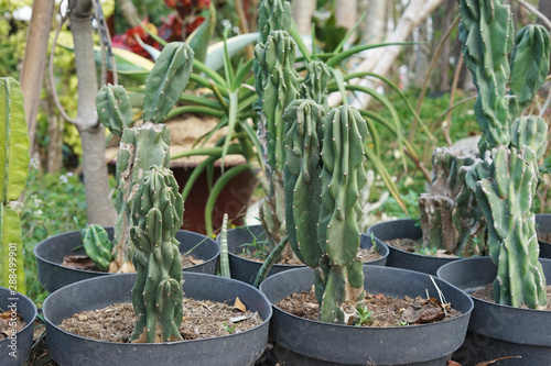Bunch of San Pedro cactus with another green plants in background