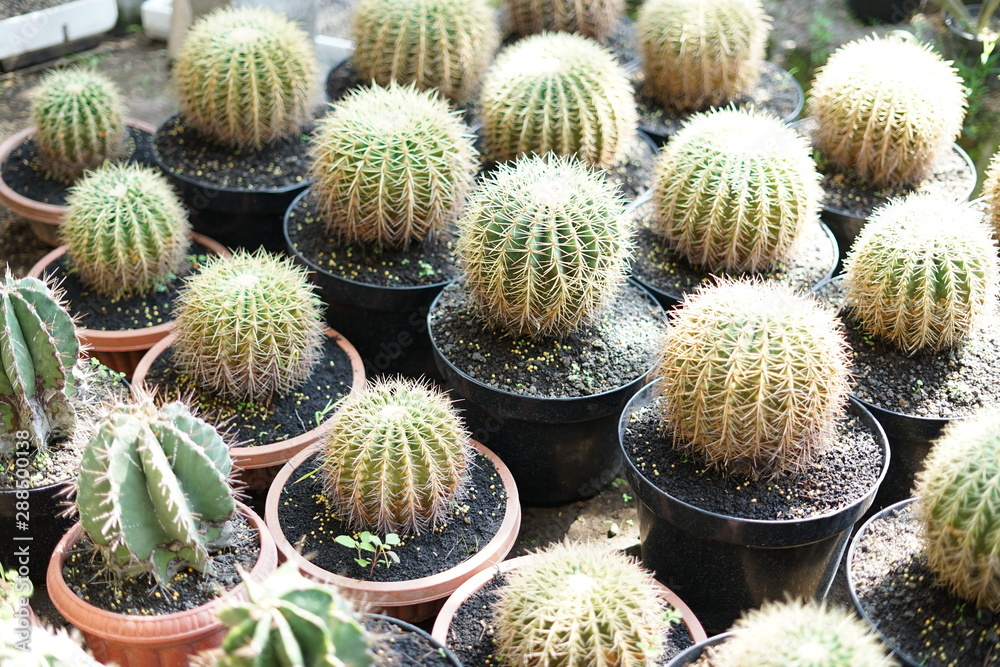 Pile of Pile of