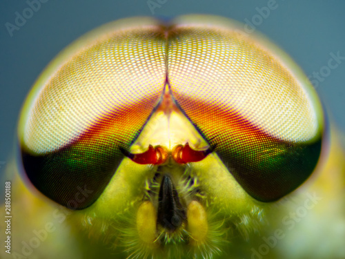Horsefly, Tabanidae Extreme marco  short.