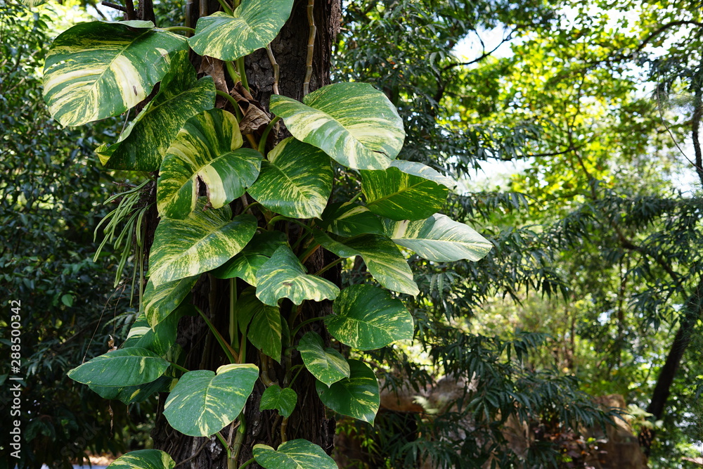 Obraz premium Yellow and green leaf of Monstera Farigated vine on big tree