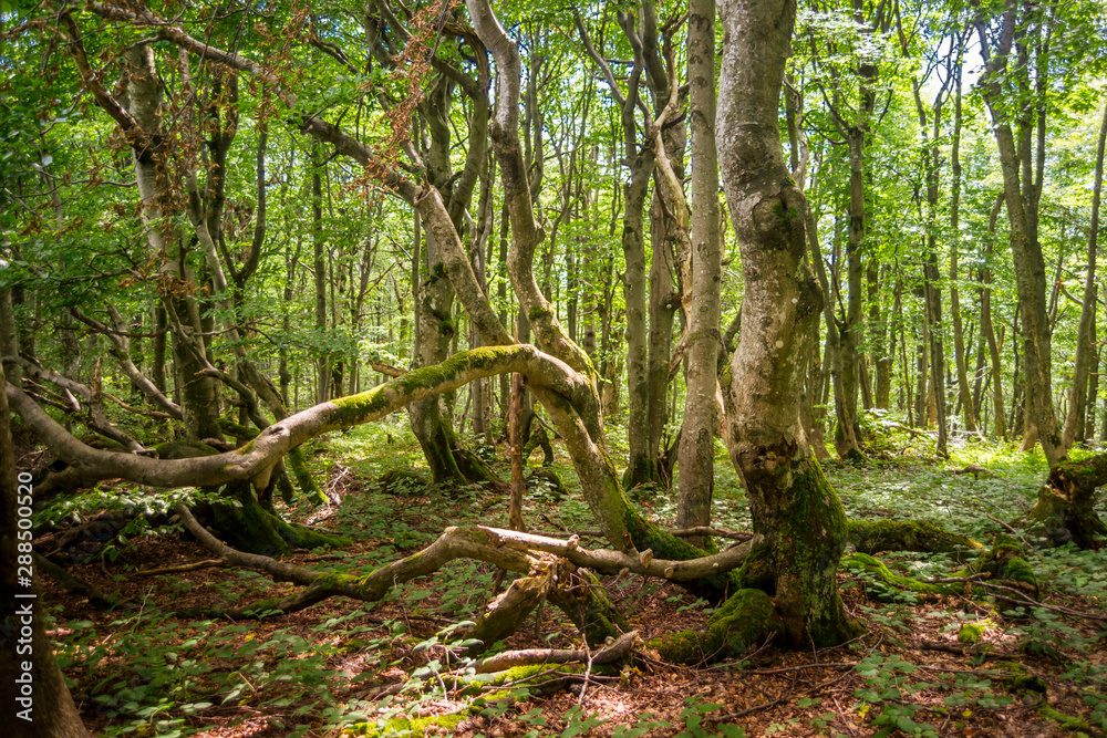 Las bukowy,krzywe drzewa, Buczyna Karpacka, Bieszczady