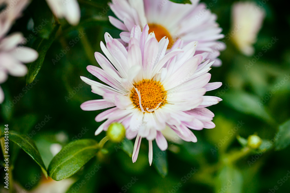 Obraz premium Chrysanthemums in nature.