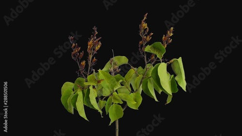 Time-lapse of drying Lilac leaves branch 5d3 in RGB + ALPHA matte format isolated on black background photo