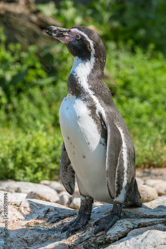 Humboldt penguin enjoying the sun on a rock by the sea