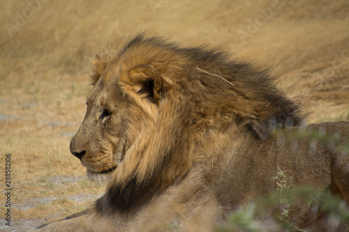 portrait of a lion