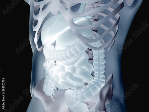 Human gut digestive anatomy. 3D illustration